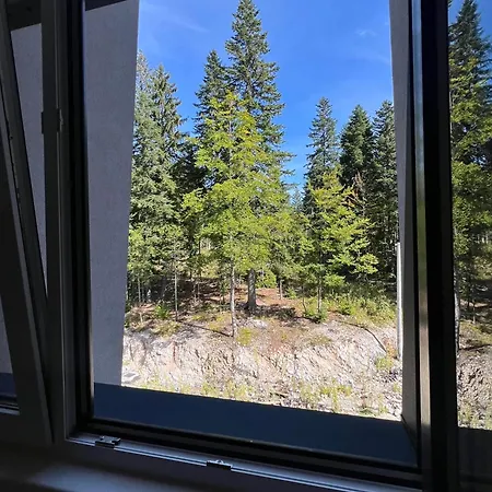 Forest -